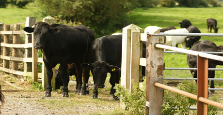 fattorie didattiche - mucche