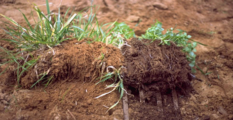 agricoltura biodinamica