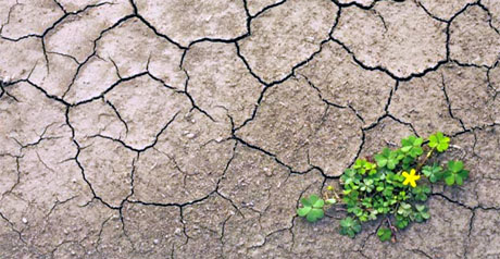 agricoltura cambiamento climatico - suolo - arido - desertificazione