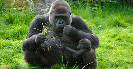 Western lowland gorilla (Gorilla gorilla gorilla) mother feeding with baby investigating grass. Captive, France